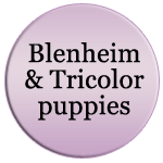 Blenheim and Tricolor puppies available