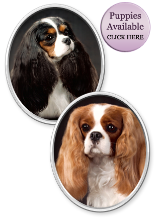 Luxxar Cavalier King Charles Spaniels - Dallas/Fort Worth