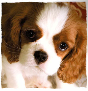 blenheim cavalier king charles spaniel puppies for sale